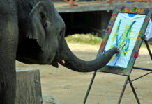 Can animals ever be artists?