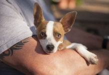 Health Check: what bugs can you catch from your pets?