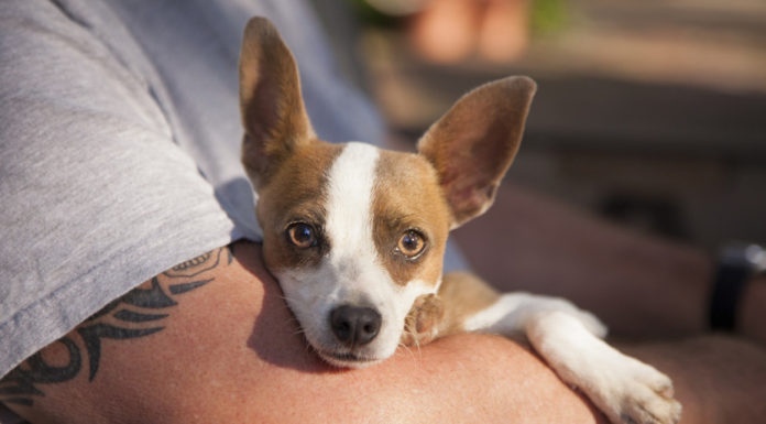 Health Check: what bugs can you catch from your pets?