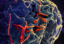 Ebola outbreak: where we are now and what happens next