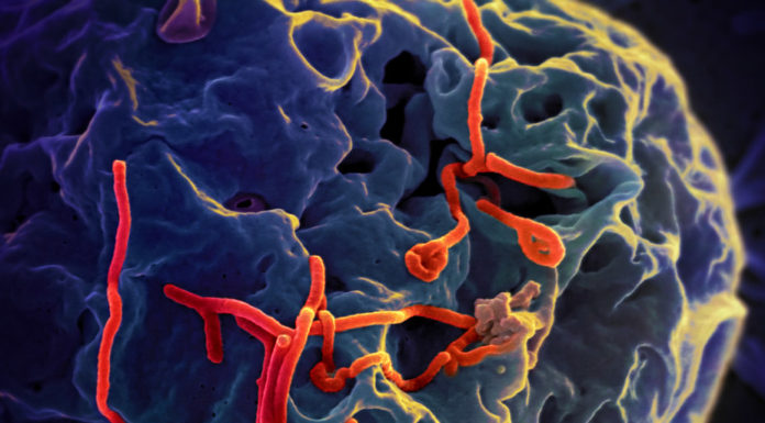 Ebola outbreak: where we are now and what happens next