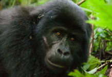 Chimps and gorillas desperately need Ebola vaccine too – virus has wiped out a third of them