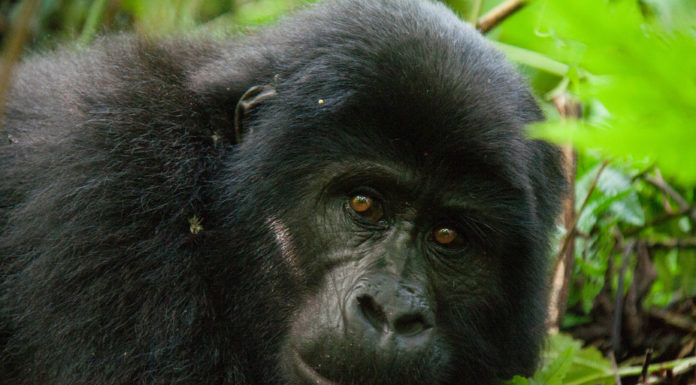 Chimps and gorillas desperately need Ebola vaccine too – virus has wiped out a third of them