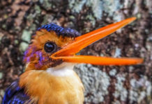 Why shade-grown coffee is good for birds and farmers