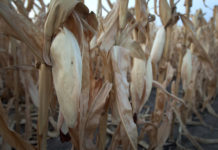 How well prepared are businesses for climate change?