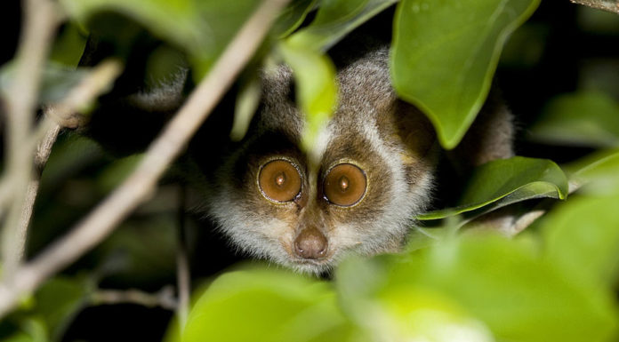 Five ways to stop the world’s wildlife vanishing