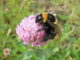 Bees declared extinct 30 years ago take to UK skies again – thanks to farmers