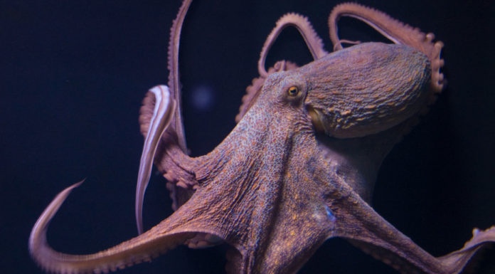 Tantalising tentacles: octopus could be the next big thing in aquaculture