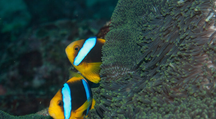 Nemo and chips? Tropical fish are fleeing warming waters and heading to the poles