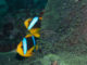 Nemo and chips? Tropical fish are fleeing warming waters and heading to the poles