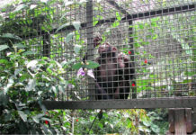 Zoos of the future break down the enclosure walls