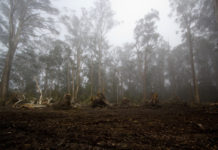Victorian forestry is definitely not ecologically sustainable
