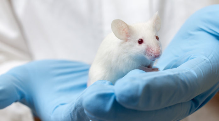 Molecular ‘GPS’ helps stem cells navigate inside the body
