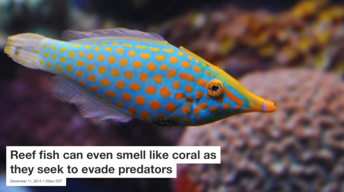 Trying to smell like coral, and not like lunch. atomicshark, CC BY-NC-SA