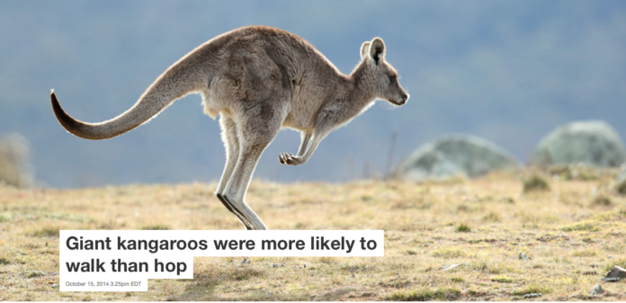 Modern day kangaroos exhibit a hopping form of locomotion. Leo/Flickr, CC BY-SA