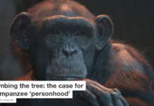 Climbing the tree: the case for chimpanzee ‘personhood’