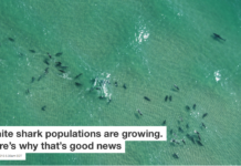 White shark populations are growing. Here’s why that’s good news