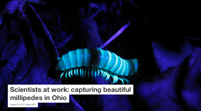 Scientists at work: capturing beautiful millipedes in Ohio