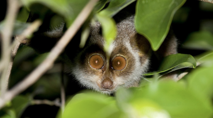 Five ways to stop the world’s wildlife vanishing