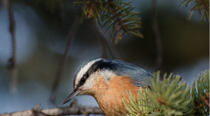 When birds go roaming: The mystery of avian irruptions