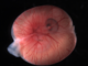 Using the placenta to understand how complex organs evolve