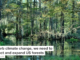 To curb climate change, we need to protect and expand US forests