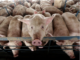 Court ruling is a first step toward controlling air pollution from livestock farms