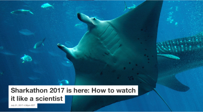 Sharkathon 2017 is here: How to watch it like a scientist