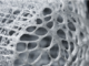 Learning new tricks from sea sponges, nature’s most unlikely civil engineers