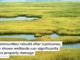 As communities rebuild after hurricanes, study shows wetlands can significantly reduce property damage