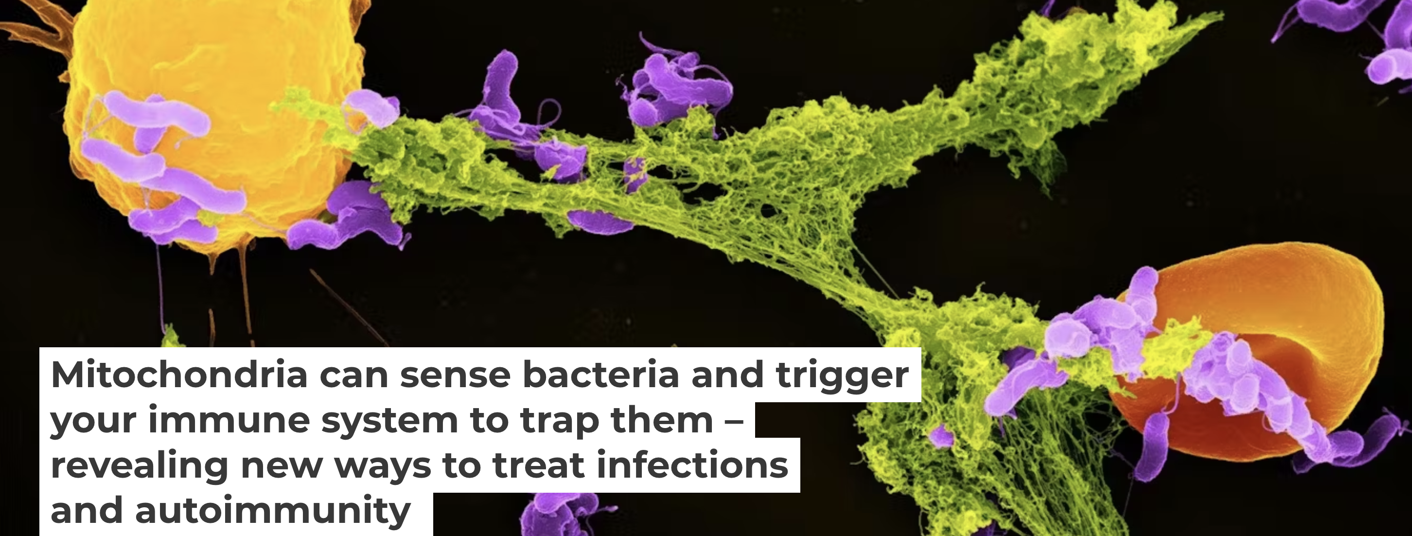 Trapped Germs Mitochondria can sense bacteria and trigger your immune system to trap ...