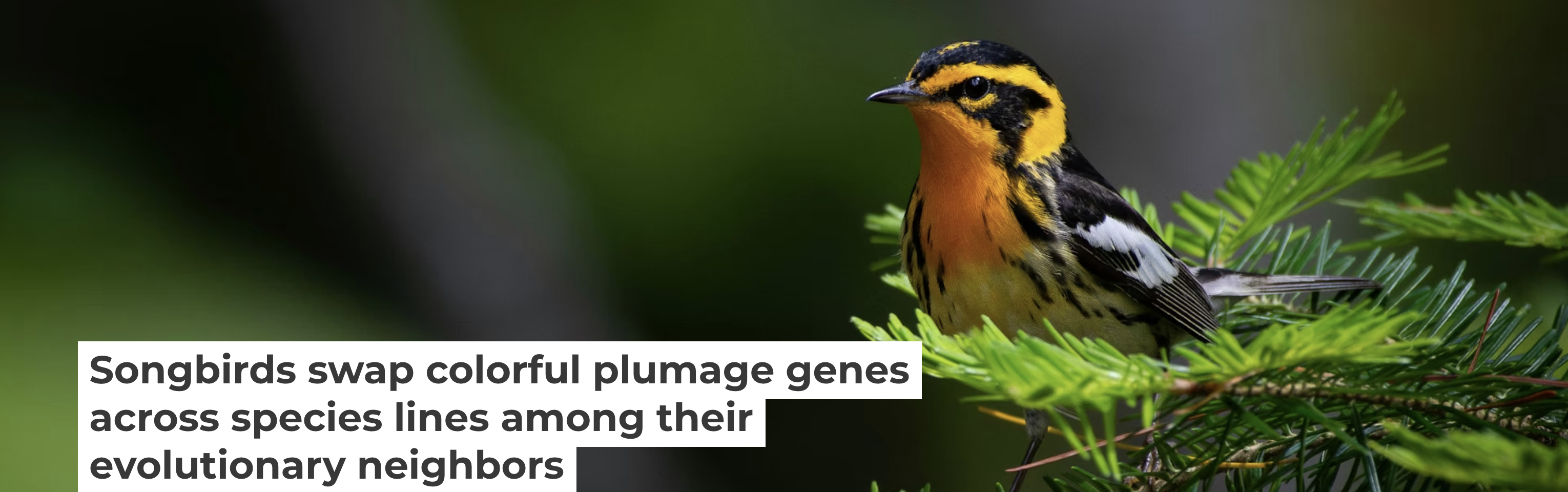 Mutation Examples Bird Songbirds swap colorful plumage genes across species lines among their ...