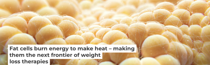 Fat cells burn energy to make heat – making them the next frontier of ...