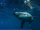Can public service announcements take a bite out of Shark Week?