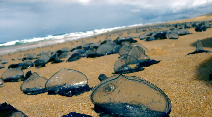 Invasion of the strange sailor jellyfish – what are they, and will they sting us?