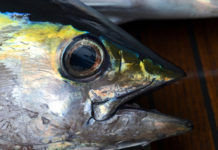 The mercury level in your tuna is getting higher