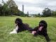 Politics on four legs: presidents and their pets