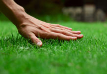 In a time of drought, a call to rethink lawns