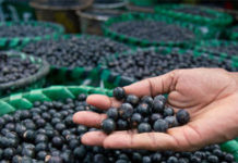 ‘Superfoods’ – another battleground between marketing and common sense