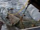 Frequent trawling leads to skinnier fish