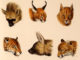 Evolutionary evidence shows it’s time to revise how we classify life on earth