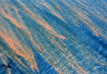 What happened to the oil from the Deepwater Horizon spill? ‘Marine snow’ provides a clue