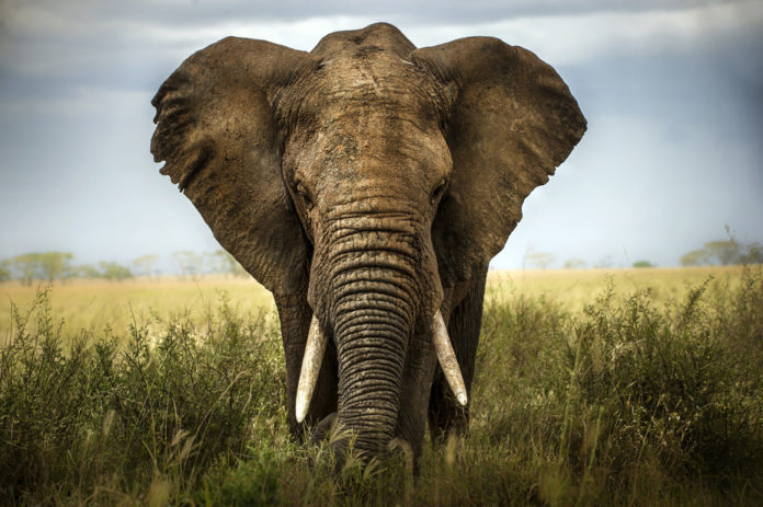 Who you callin' big ears? Lara Zanarini