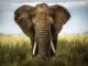 New BBC series reveals more about the wise old elephant, but many mysteries remain