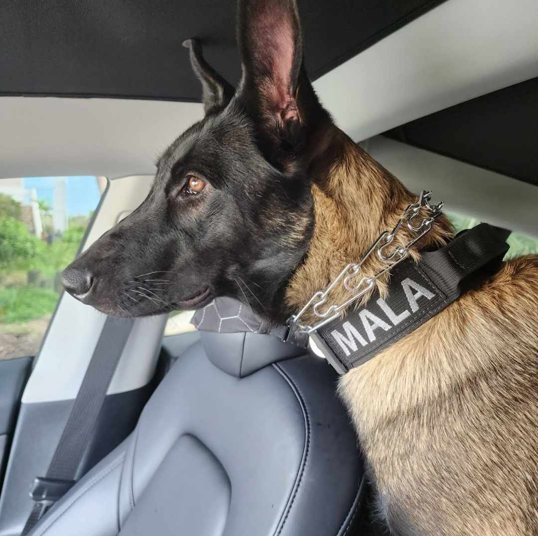 An Aldesco Investigations trained protection dog prepares for the next assignment in Southwest Florida