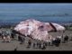There can be only one: giant squid is the singular king of the ocean