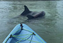 Best Kayaking Experience in Southwest Florida: Views, island beaches, dolphins, manatees, turtles, lots of water and smiles Two dolphins appear in front of our kayak
