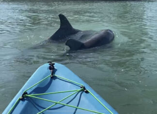 Two dolphins appear in front of our kayak