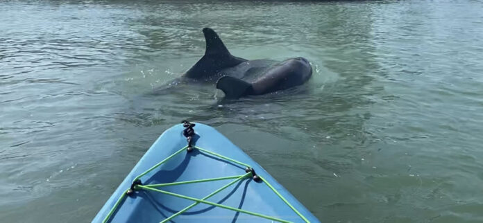 Two dolphins appear in front of our kayak