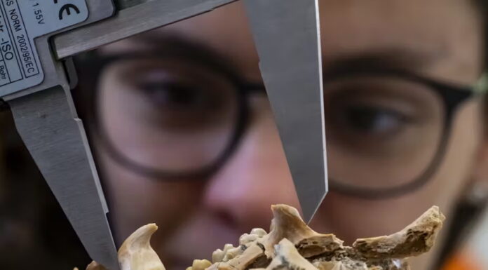 Rare Florida fossil finally ends debate about how porcupine jaws and tails evolved A porcupine fossil recovered in Florida was the key clue in solving a paleontological mystery. Jeff Gage/Florida Museum, CC BY-ND